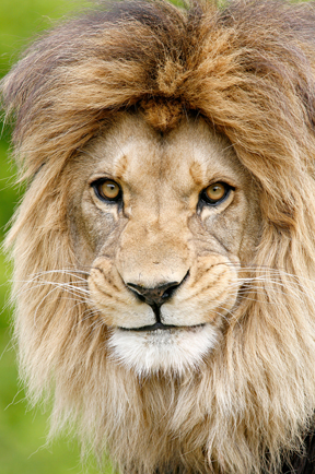 barbary lion