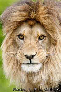 barbary lion