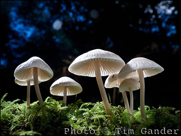 english woodland mushrooms