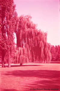 Magenta photo of large trees in a park