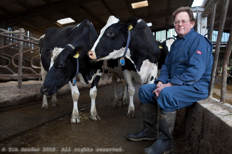 Farmer in his Somerset milking parlour with two milkers