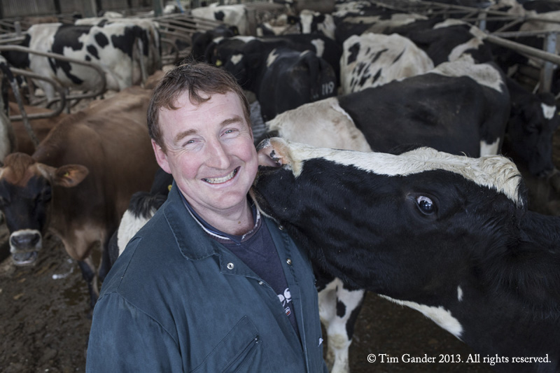 Somerset dairy farmer Philip Cotterrell smiles as he is sniffed by one of his cows