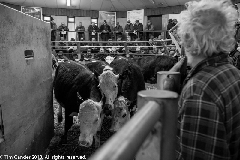 Farmers at Standerwick farmers' market watch as cattle pass through the gate after auction