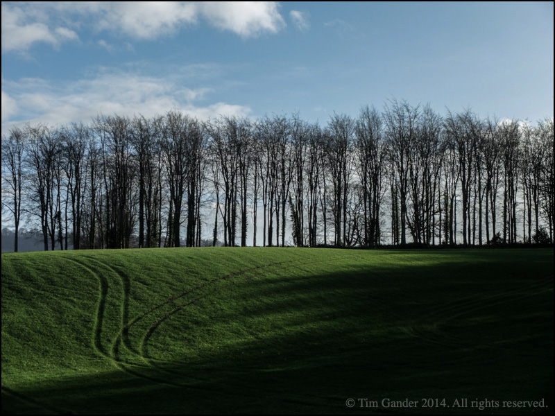 A view of a grassy field rising up to a line of tall, straight, leafless trees in winter. There are vehicle tracks in the grass