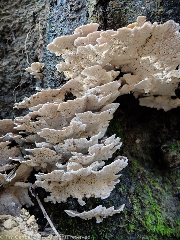 A white bracket fungus growing on tree bark