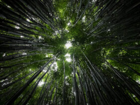 Looking up from the base of a bamboo copse at Coleton Fishacre House, South Devon.