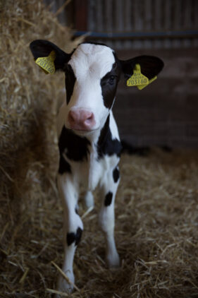 A young black and white calf looks directly to camera.