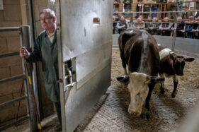 A herdsman opens the auction ring door for a heffer and calf to pass through after bidding is complete. The herdsman has the look of a stoic butler on his face.