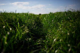 Ground-level view along a trodden track through a field of silage on the edge of Frome, Somerset, UK.