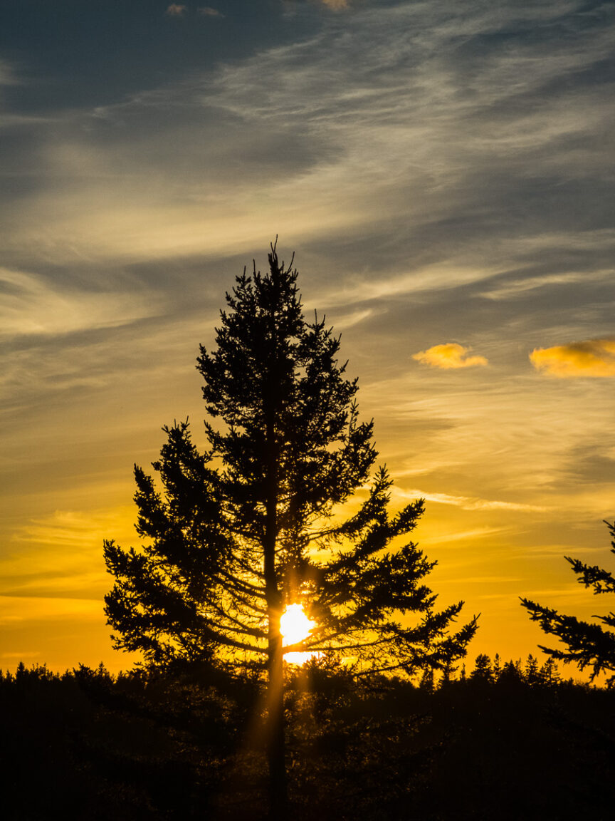 The sun sets behind a large Canadian pine tree, Nova Scotia, Canada.