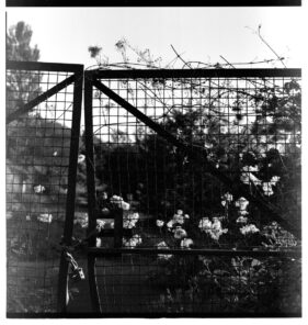 Weed seed heads garland a locked mesh gate to the Saxonvale site.