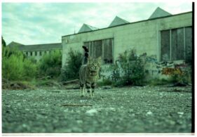 A cat strolls through the disused Saxonvale site towards the camera. A green cast is the result of being out-of-date film.