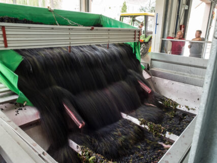 A trailer tips a consignment of grapes into the juicer at a winery in West Germany.