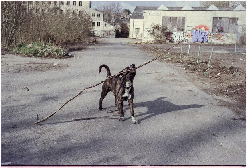 A brown dog holds a large stick in its mouth at the Saxonvale site in Frome, Somerset, UK