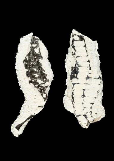 Two pieces of ceramic displaying traces of seahorse design.