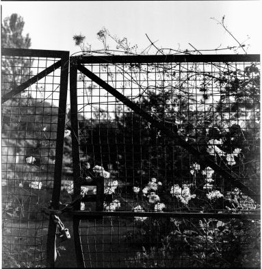 Black and white photo of bent metal yard gates with rambling weeds climbing across them and the seed heads back-lit by the sun.