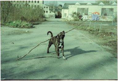 Colour photo of a large mottled brown dog lifting a very large stick in its jaws, the Saxonvale site visible behind.