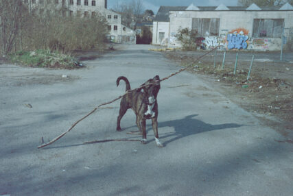 A large dog holds a stick, larger than itself, in its mouth.