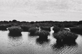 A watery landscape with grass-topped tuffets of land, not more than a meter or so in diameter, rising out of the water.