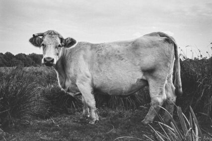 A Charolaise cow seen side-on, standing in a grassy meadow, looks to camera.