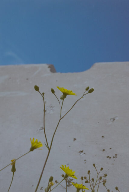 Tall, yellow-flowered weeds rise up in the foreground with a concrete barrier and blue sky visible behind.