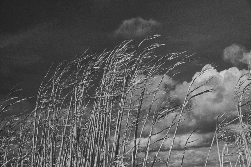 Black and white photo of a grass crop bending in the wind against a sunny sky with some clouds.