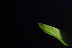 The tip of a leaf glows green against a black background as sunlight shines through the foliage of the plant.