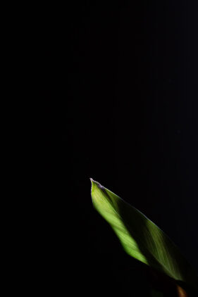 A green leaf of a house plant is back-lit by the sun against a dark grey wall, creating an abstract cameo from a household object.