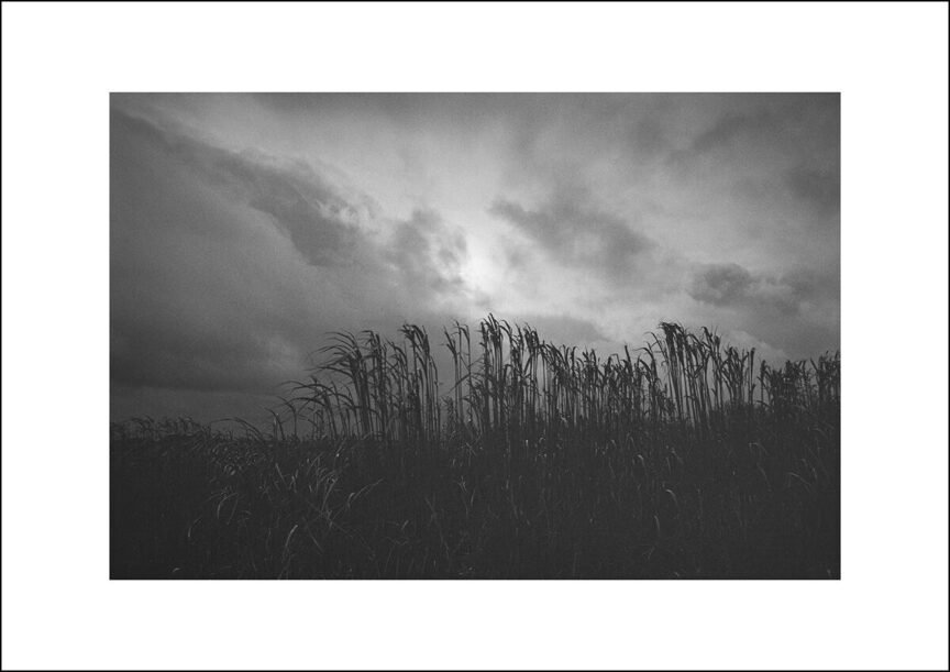 Black and white photo of a wheat crop silhouetted against a brooding sky.