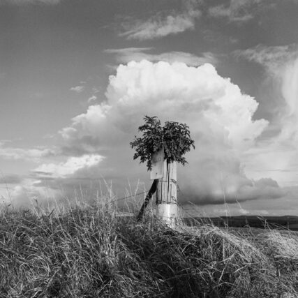 Foliage sprouts from a farm field post which bears a sign reading Sched 1. Clouds mimic the billowing shape of the foliage.